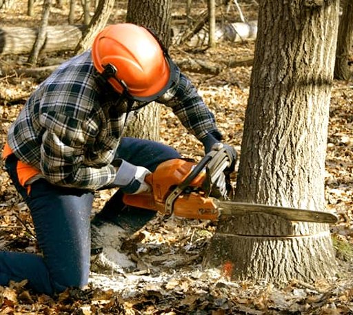 Tree Removal in Chester, AR